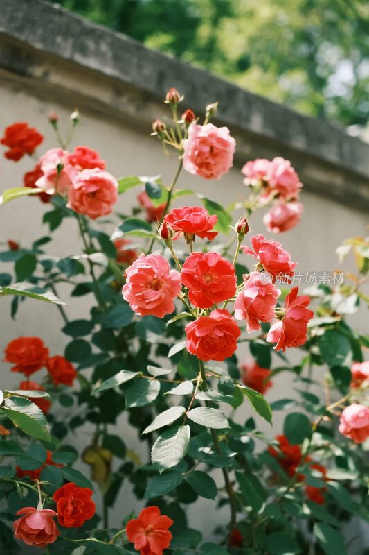 盛开红蔷薇花丛