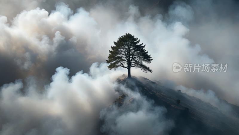 一棵孤树矗立在云端山峰上高清风景图片