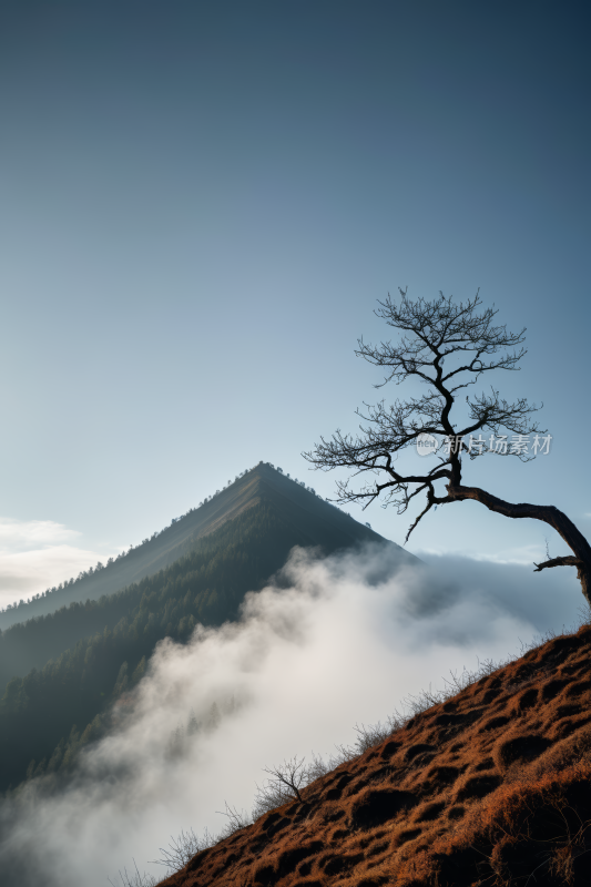 一座山一棵树清风景图片