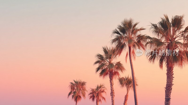 夕阳下的棕榈树美景