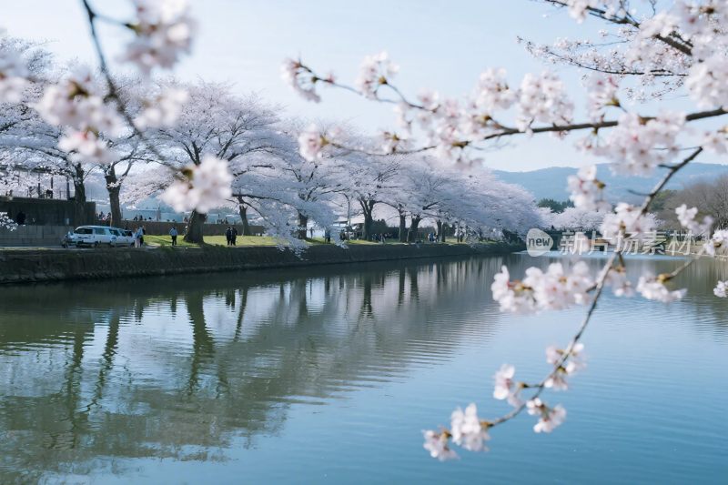 春日樱花河景