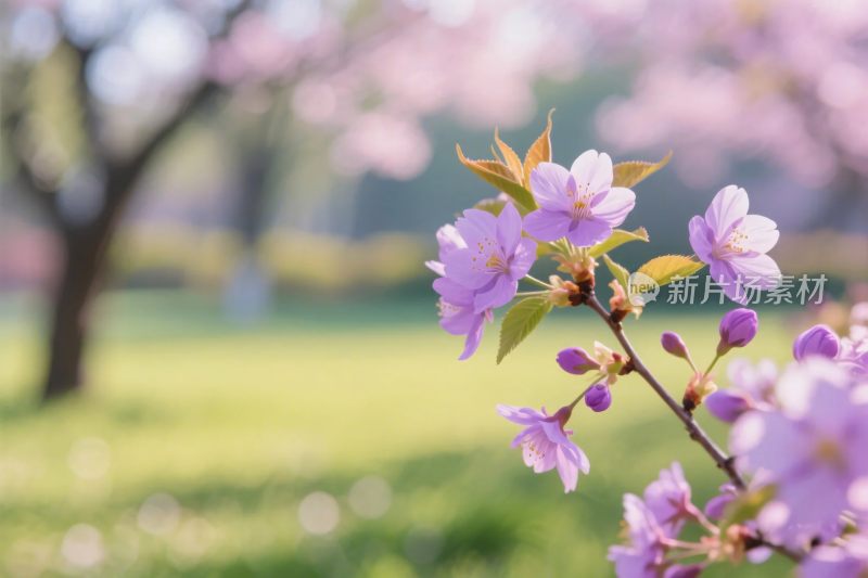 春日樱花美景图