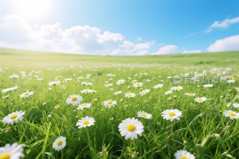 雏菊草地风景