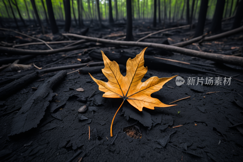 在树木倒下的森林里将树叶夷为平地风景图片