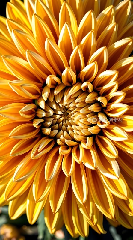 阳光下的金色花瓣绽放