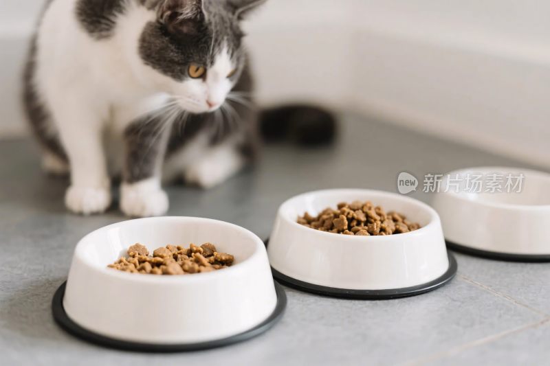 猫咪食盆画面