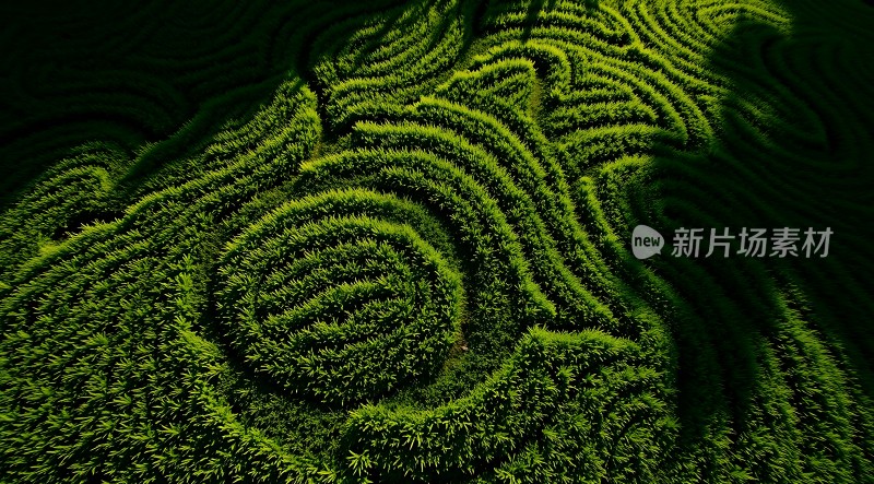 绿色迷宫自然艺术的杰作