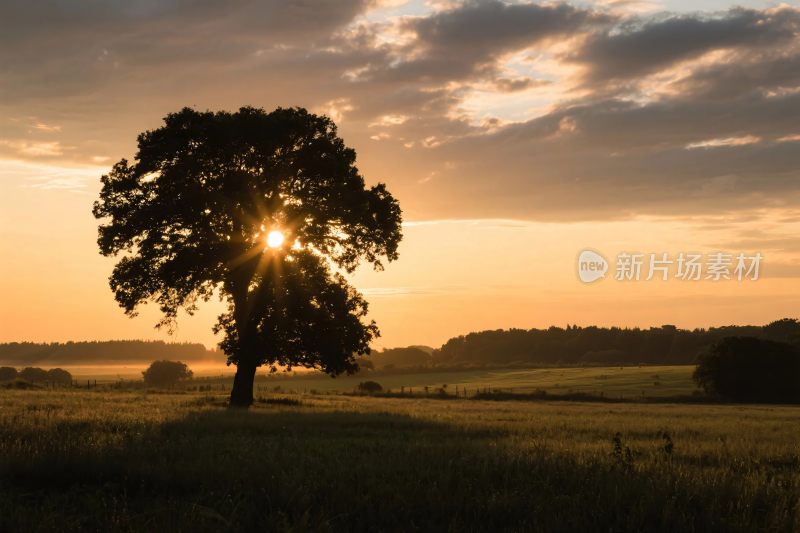 夕阳下的孤树风景