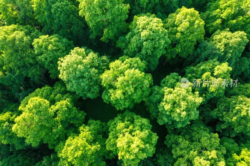森林鸟瞰景观图