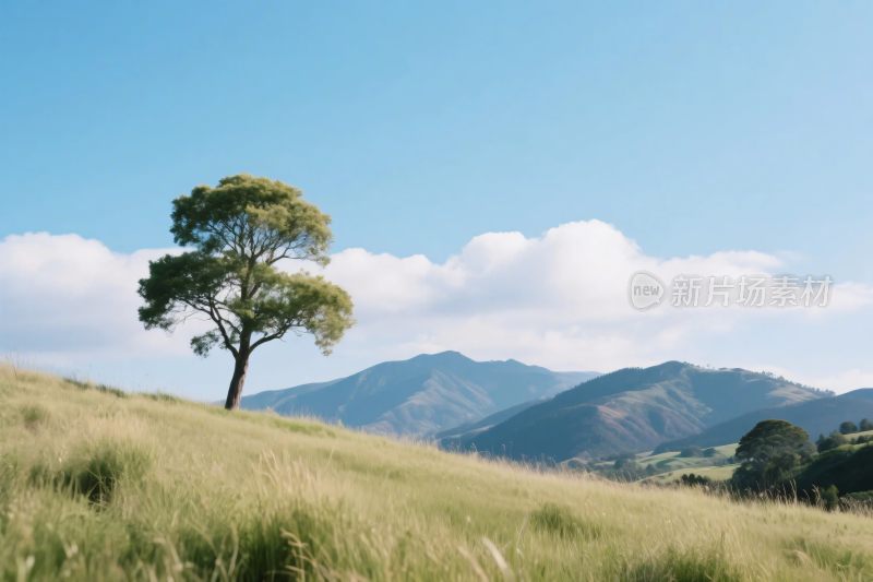 草坡孤树远山风景