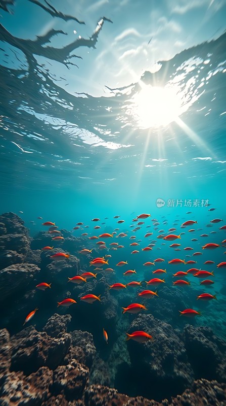 阳光下的海底世界