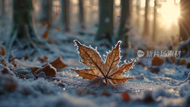 霜降节气立冬叶子秋天冬至结冰结霜意境