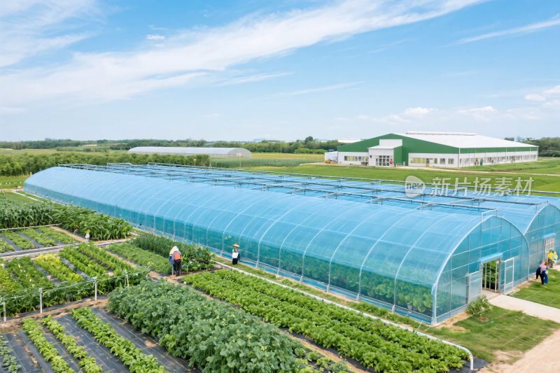 现代化温室农业种植场景