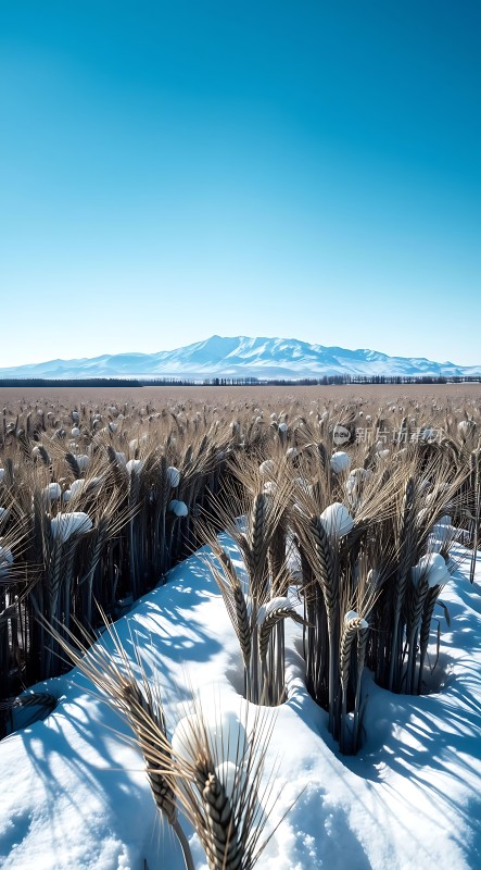 雪中麦田与远山