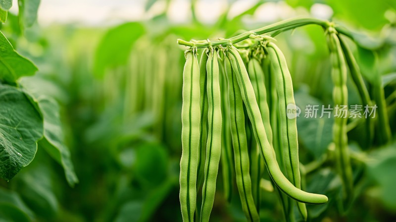 豆类农产品果实豆角地