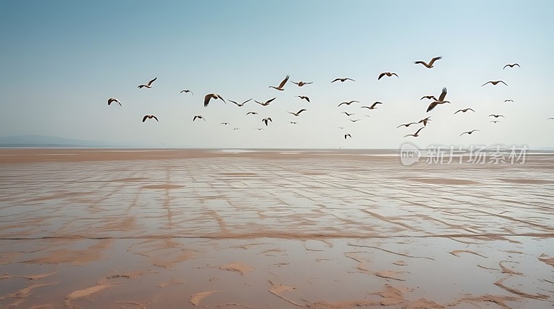 飞翔的海鸥与宁静的海滩