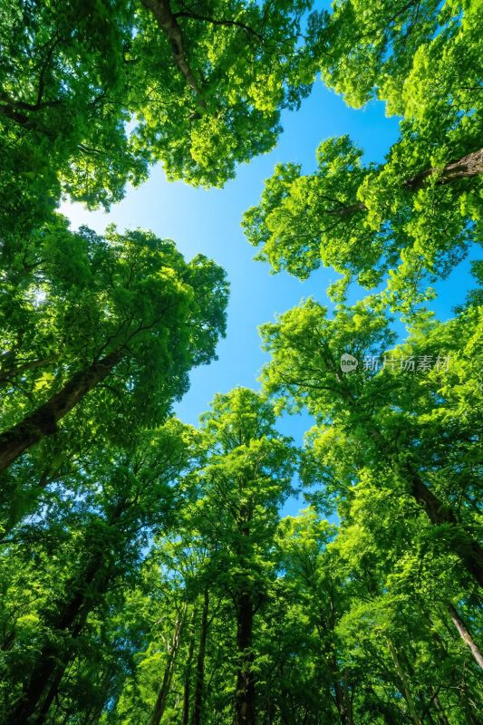 森林树冠与蓝天景观