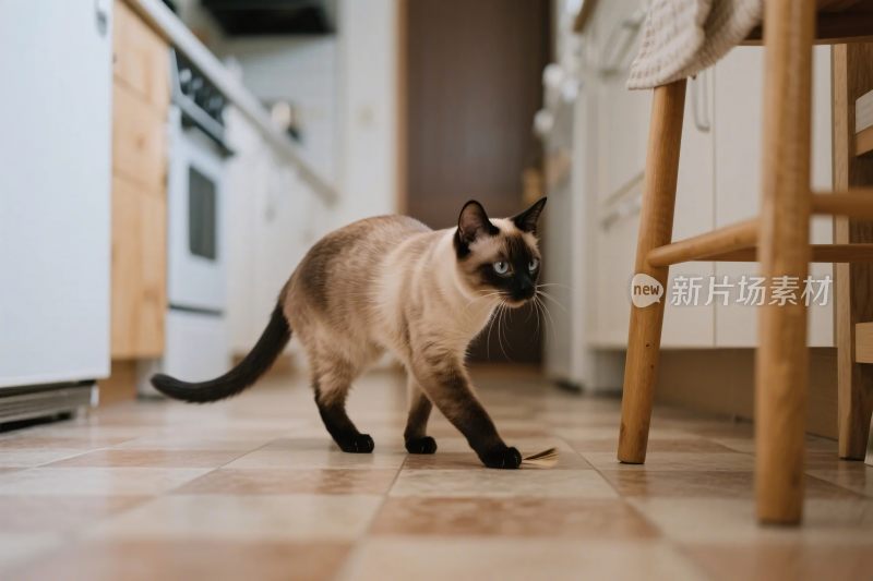 厨房里的暹罗猫