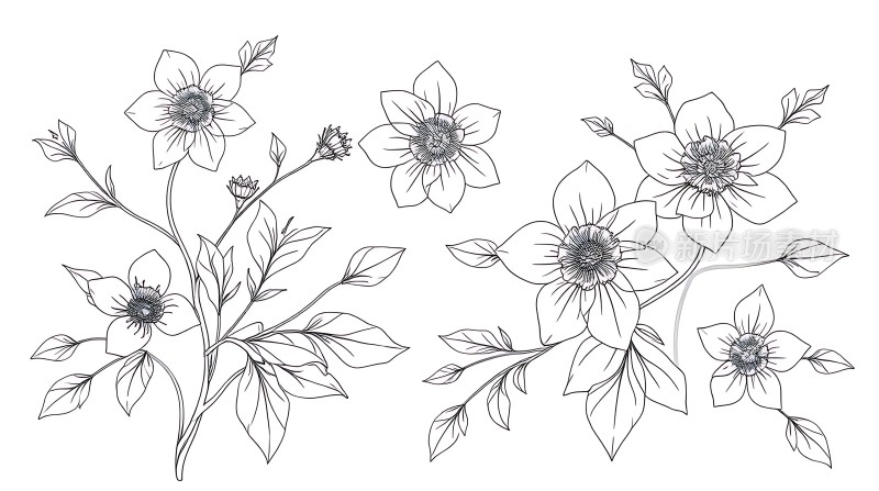 黑白线条花卉图案