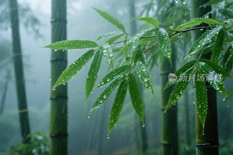 烟雨竹林自然雨景