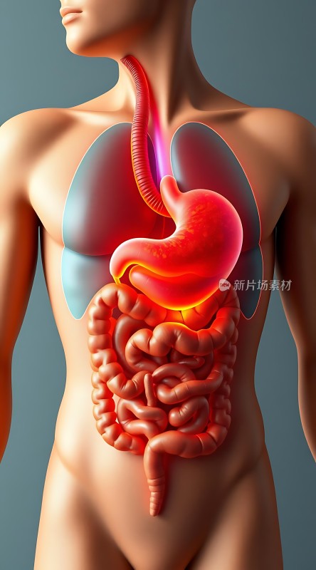 人体消化系统解剖图