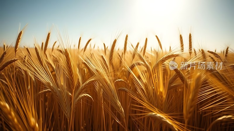 金色麦浪阳光下的丰收景象