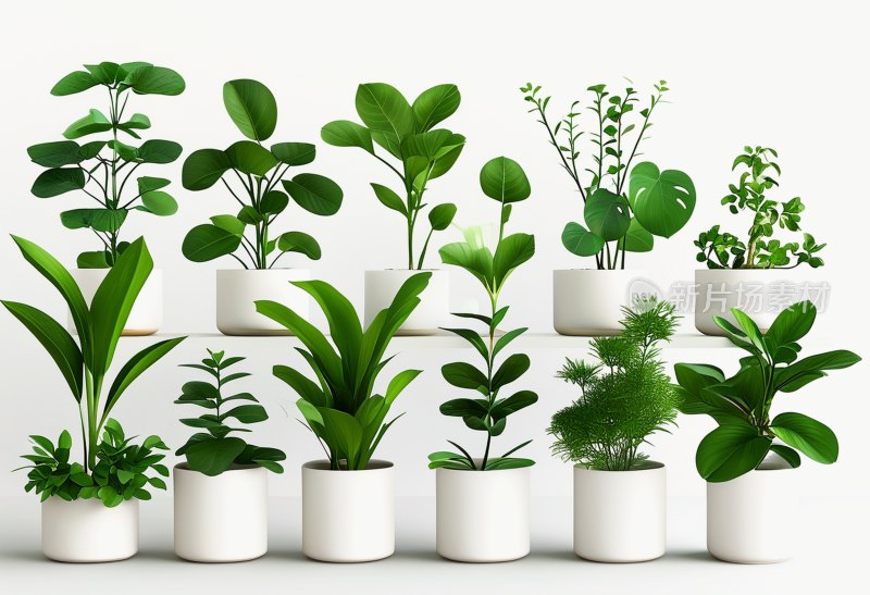 绿植整齐花盆摆