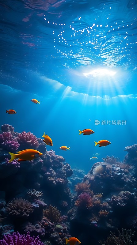 阳光下的海底世界