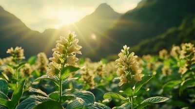 阳光花朵逆光花朵