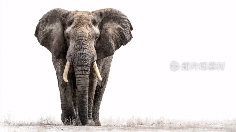 独行的非洲大象