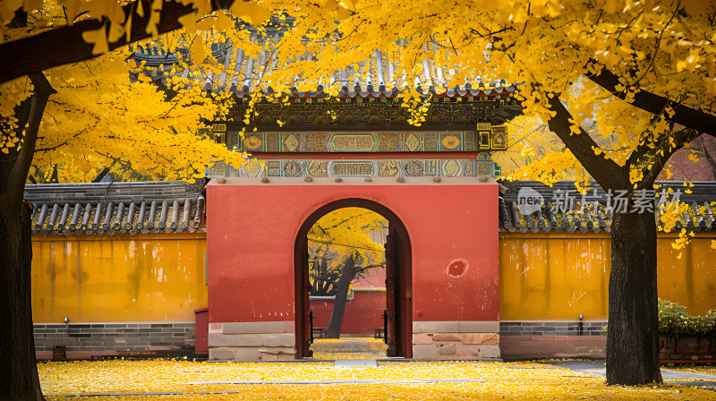 金秋银杏古风红墙树木古建筑故宫寺庙落叶