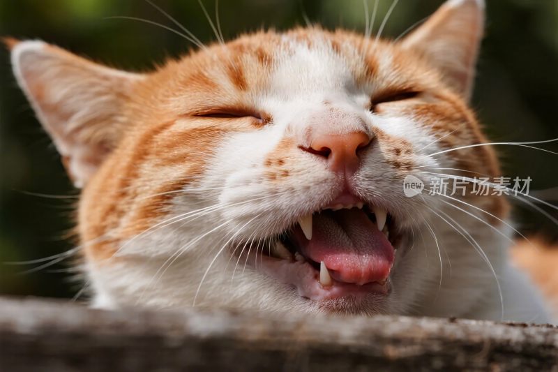 橘猫张嘴表情特写