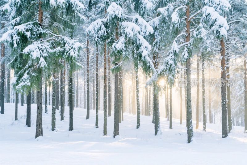 冬日雪林雪景图