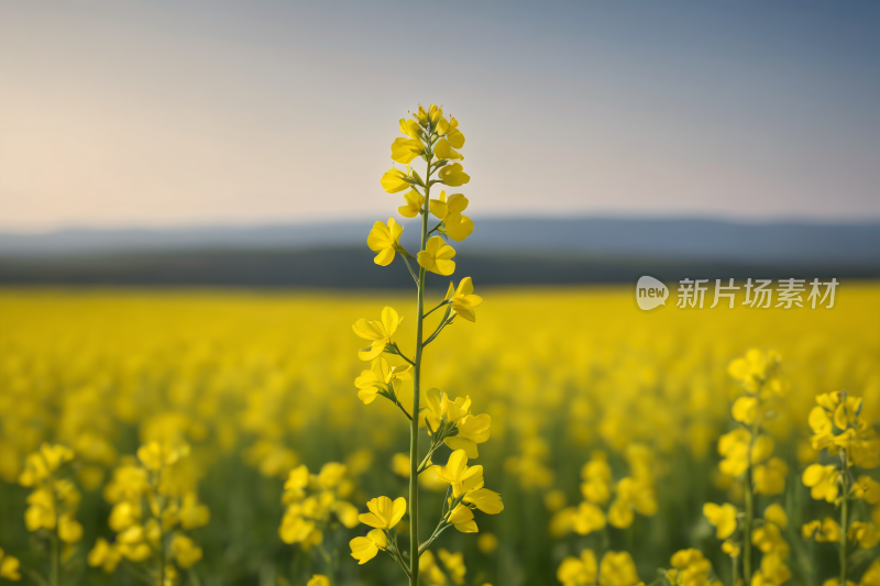 黄花田里的黄花蓝天高清风景图片