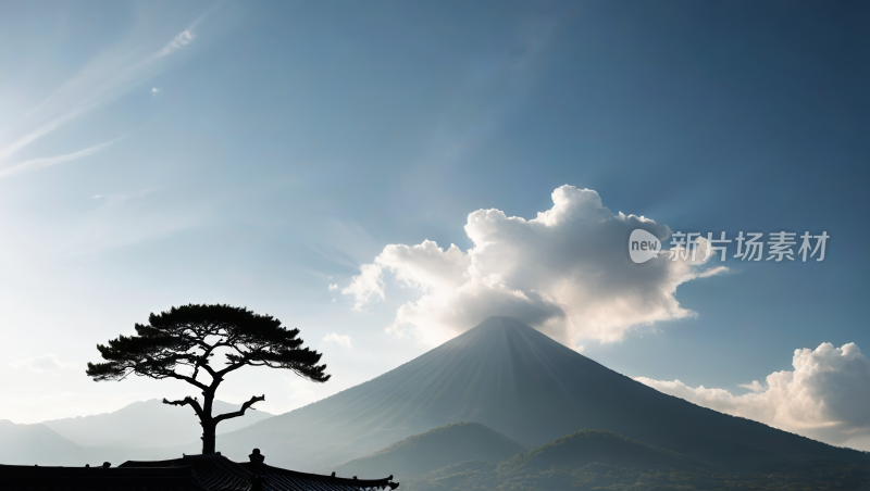 屋顶上的一棵树高清风景图片