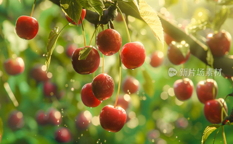收获季节里阳光洒满的樱桃园里成熟的樱桃