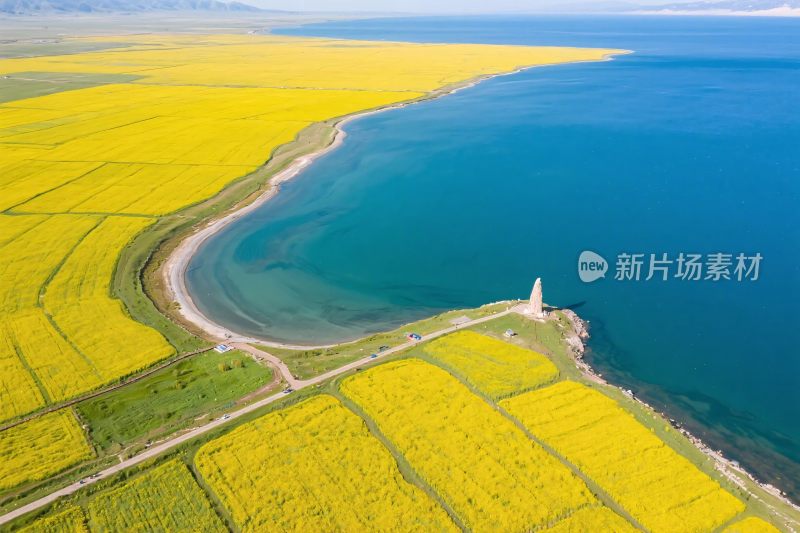 青海湖旁的金黄油菜花海