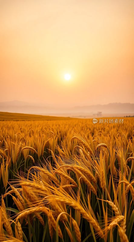 金色麦浪映夕阳