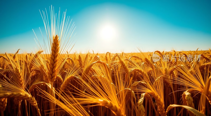 金色麦浪阳光下的丰收景象