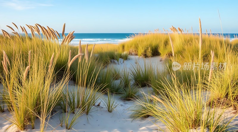 阳光下的海滩绿植