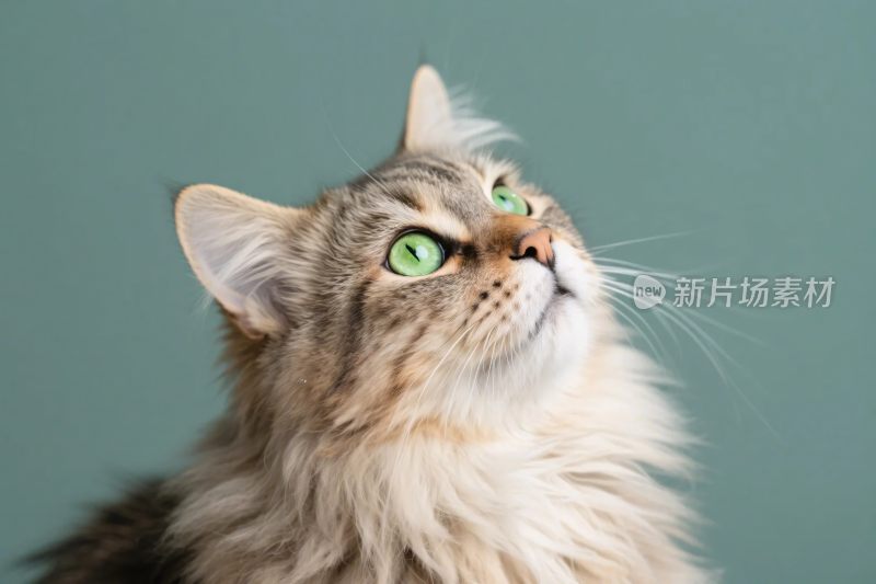 仰头的长毛猫