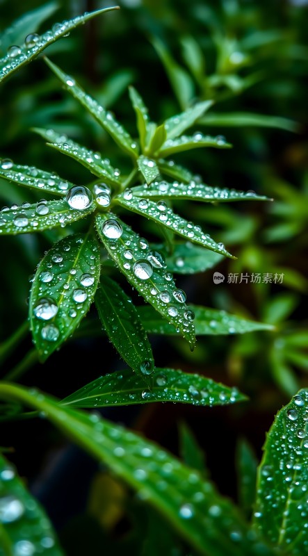 雨后绿叶上的晶莹水珠