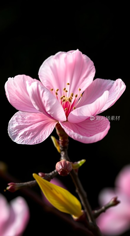 粉红桃花绽放展现春日生机勃勃之美