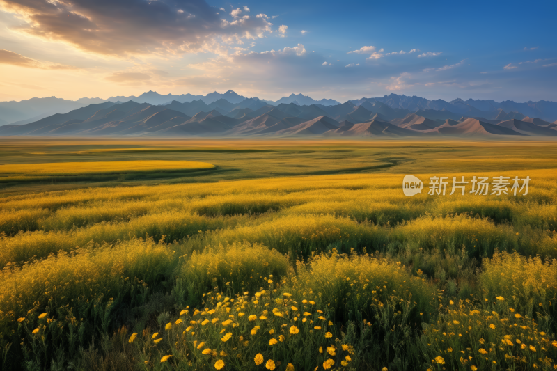 远处的山上前景是黄色的花朵高清图片