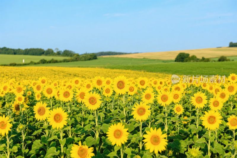 向日葵花田风景图