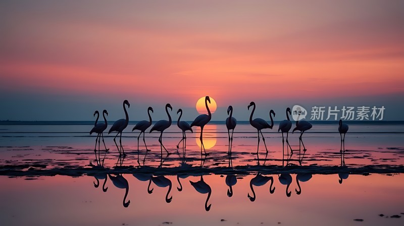 日落下的火烈鸟剪影