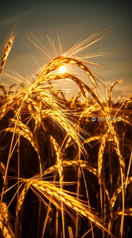 金色麦浪阳光下的丰收景象