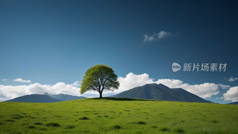 一棵孤独的树在草山上高清风景图片