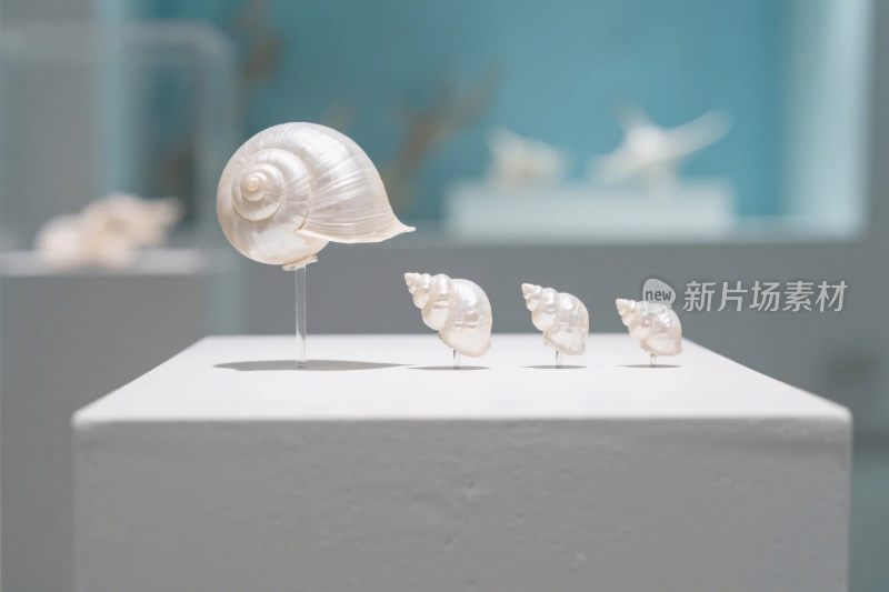 贝壳摆件艺术展示