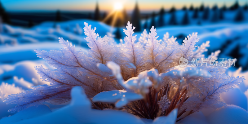 冬天雪地上的冰花